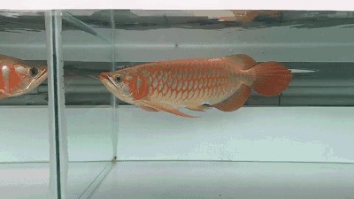 龍魚是哪個國家的品種（龍魚是一種原產(chǎn)于中國的淡水觀賞魚）