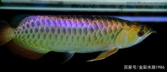 龍魚多大能繁殖：龍魚的繁殖年齡