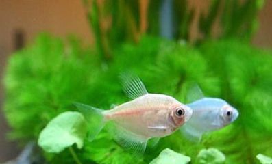 養(yǎng)2條龍魚(yú)好嗎（養(yǎng)兩條龍魚(yú)合適取決于多個(gè)因素）
