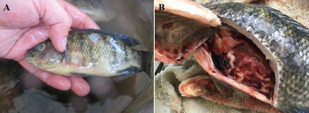 龍魚眼充血怎么治療好：龍魚眼充血怎么治療 龍魚眼充血怎么治療好：龍魚眼充血怎么治療 龍魚百科 第3張