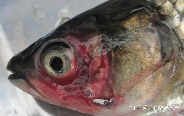 龍魚眼充血怎么治療好：龍魚眼充血怎么治療 龍魚眼充血怎么治療好：龍魚眼充血怎么治療 龍魚百科 第1張
