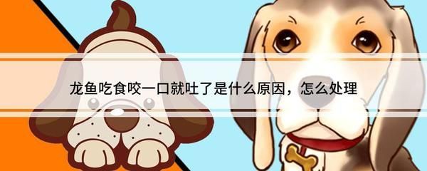 龍魚咬一口就吐不吃東西：龍魚出現咬一口就吐不吃東西的情況，可能是這幾個因素引起的 龍魚咬一口就吐不吃東西：龍魚出現咬一口就吐不吃東西的情況，可能是這幾個因素引起的 龍魚百科 第5張