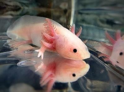 六角龍魚吃什么食物：六角龍魚喂食技巧 六角龍魚吃什么食物：六角龍魚喂食技巧 龍魚百科 第3張