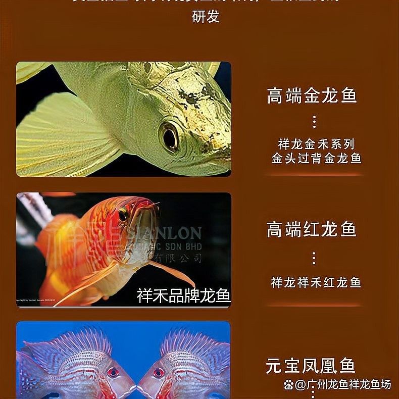 龍魚松鱗病治療期間如何調整水質？ 龍魚松鱗病治療期間如何調整水質？ 龍魚百科 第1張