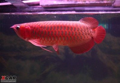 紅龍魚喂什么長3鰭（紅龍魚怎么養） 紅龍魚喂什么長3鰭（紅龍魚怎么養） 龍魚百科 第5張