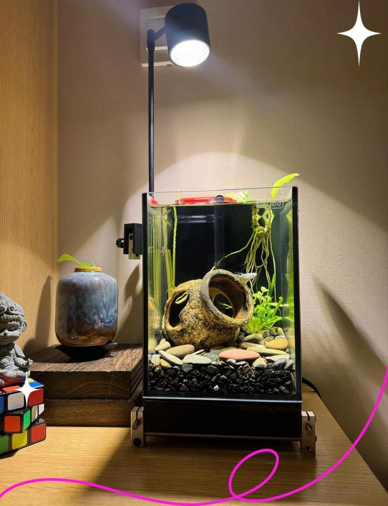 白底黑背景需要多大的魚缸？ 白底黑背景需要多大的魚缸？ 龍魚百科 第2張