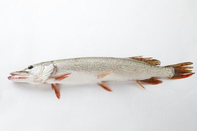 天山雪龍魚好吃嗎（天山雪龍魚不僅味道鮮美而且營養價值高而且營養高）