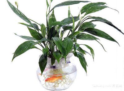 白底魚缸適合養什么龍魚好看：白底魚缸適合養什么龍魚