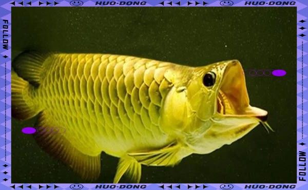 手術治療龍魚爛尾風險大嗎？