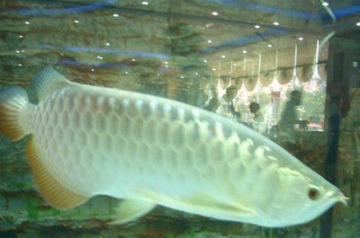 銀龍魚公母圖片對比（如何區(qū)分銀龍魚公母） 銀龍魚公母圖片對比（如何區(qū)分銀龍魚公母） 龍魚百科 第5張