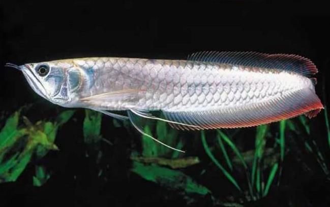 銀龍魚公母圖片對比（如何區(qū)分銀龍魚公母） 銀龍魚公母圖片對比（如何區(qū)分銀龍魚公母） 龍魚百科 第2張