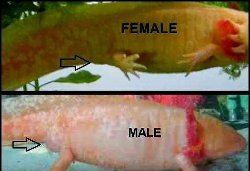 如何判斷六角恐龍魚是否健康