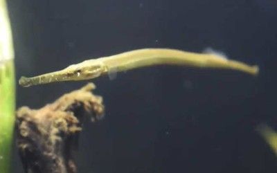 觀賞海龍魚（海龍魚是一種極具觀賞價(jià)值的熱帶水族魚）