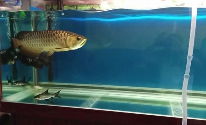龍魚喂鯉魚肉塊好嗎圖片：如何給龍魚消毒殺菌 龍魚喂鯉魚肉塊好嗎圖片：如何給龍魚消毒殺菌 龍魚百科 第2張