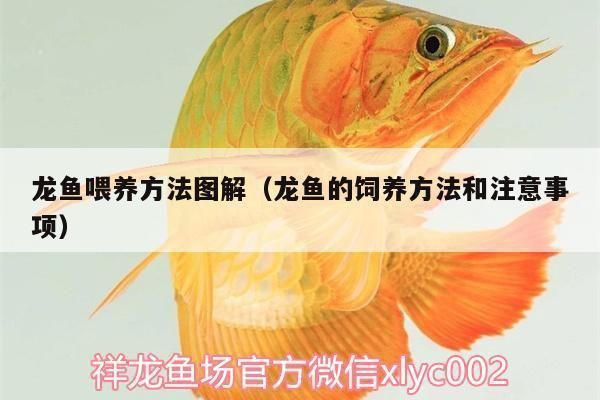 龍魚喂鯉魚肉塊好嗎圖片：如何給龍魚消毒殺菌 龍魚喂鯉魚肉塊好嗎圖片：如何給龍魚消毒殺菌 龍魚百科 第5張
