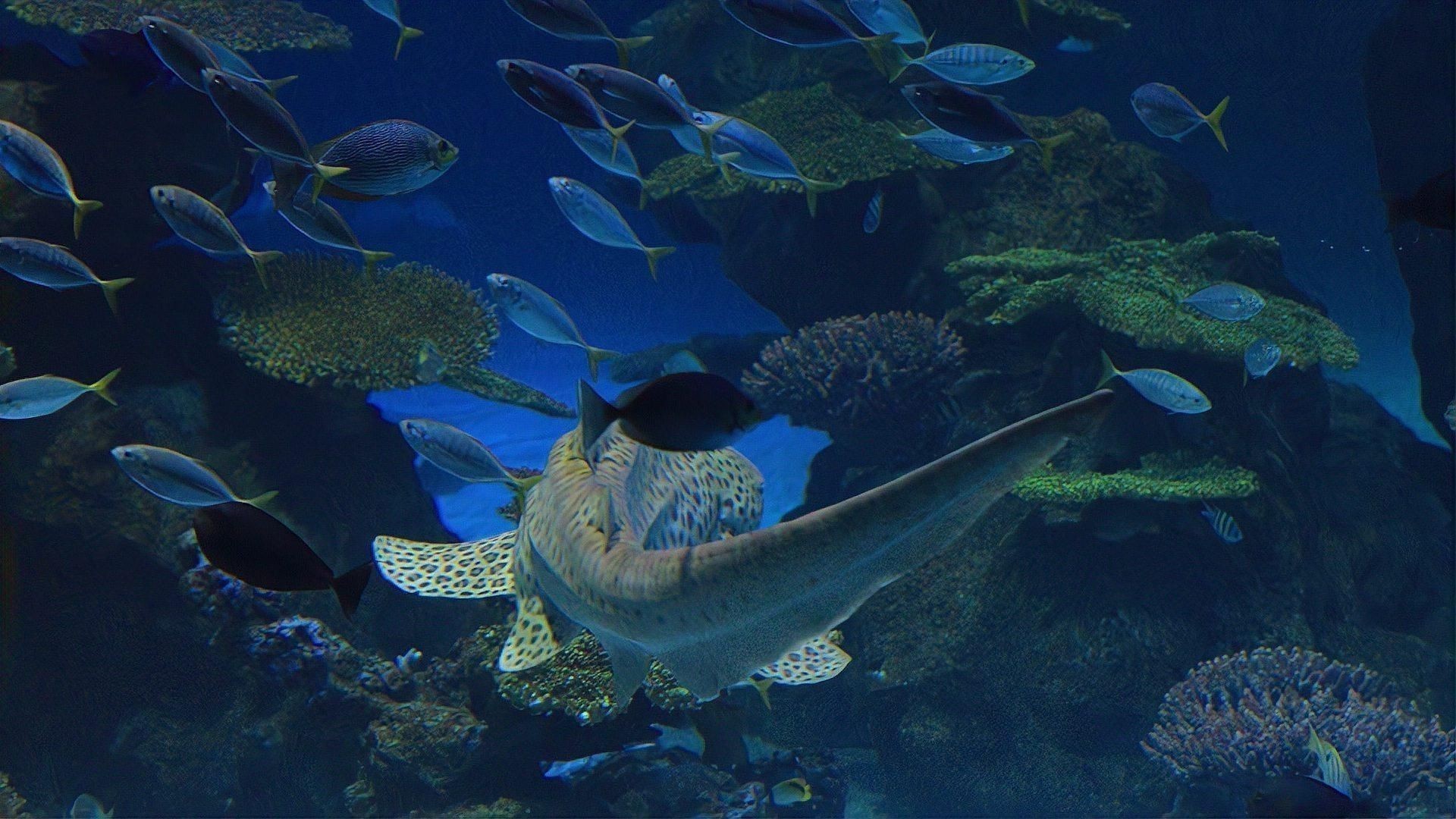 貓鯊魚