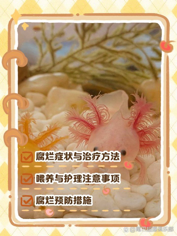 如何判斷六角恐龍魚是否腳部潰爛？