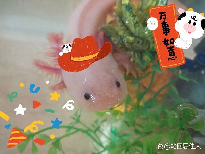 如何判斷六角恐龍魚是否腳部潰爛？