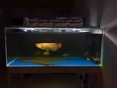 九條龍魚需要多大的缸養(yǎng)殖：養(yǎng)殖九條龍魚的魚缸大小 九條龍魚需要多大的缸養(yǎng)殖：養(yǎng)殖九條龍魚的魚缸大小 龍魚百科 第3張