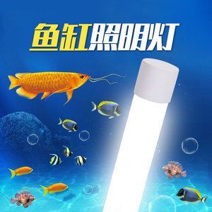金龍魚晚上需要開小夜燈嗎，：金龍魚晚上需要開小夜燈嗎金龍魚晚上需要開小夜燈嗎 金龍魚晚上需要開小夜燈嗎，：金龍魚晚上需要開小夜燈嗎金龍魚晚上需要開小夜燈嗎 龍魚百科 第3張