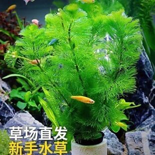 水鴉魚缸代工廠一覽表 水鴉魚缸代工廠一覽表 龍魚百科 第2張