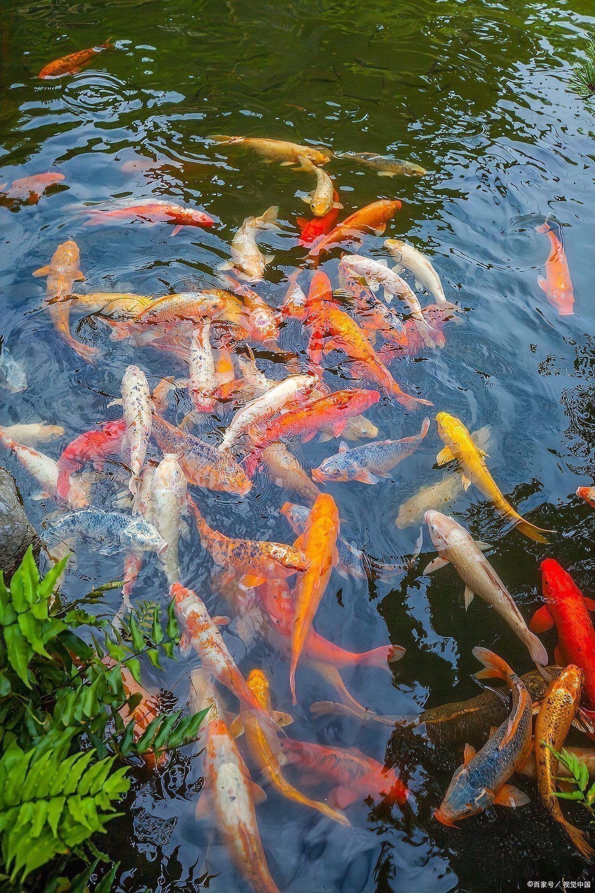 羅漢銀龍養(yǎng)幾年就認(rèn)主人 羅漢銀龍養(yǎng)幾年就認(rèn)主人 龍魚百科 第3張