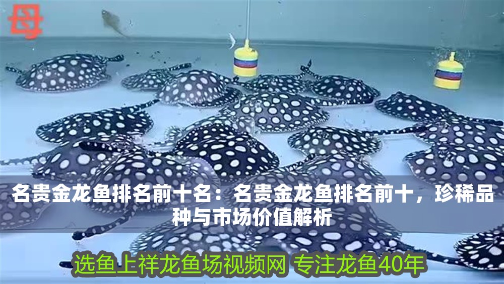 名貴金龍魚排名前十名：名貴金龍魚排名前十，珍稀品種與市場(chǎng)價(jià)值解析