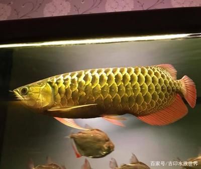 金龍魚體型大還是紅魚體型大：紅龍魚的體型大還是金龍魚體型大