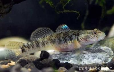 龍魚和虎魚怕鹽嗎為什么不怕鹽：龍魚和虎魚對鹽的耐受能力之前需要了解魚類對環境條件的基本需求