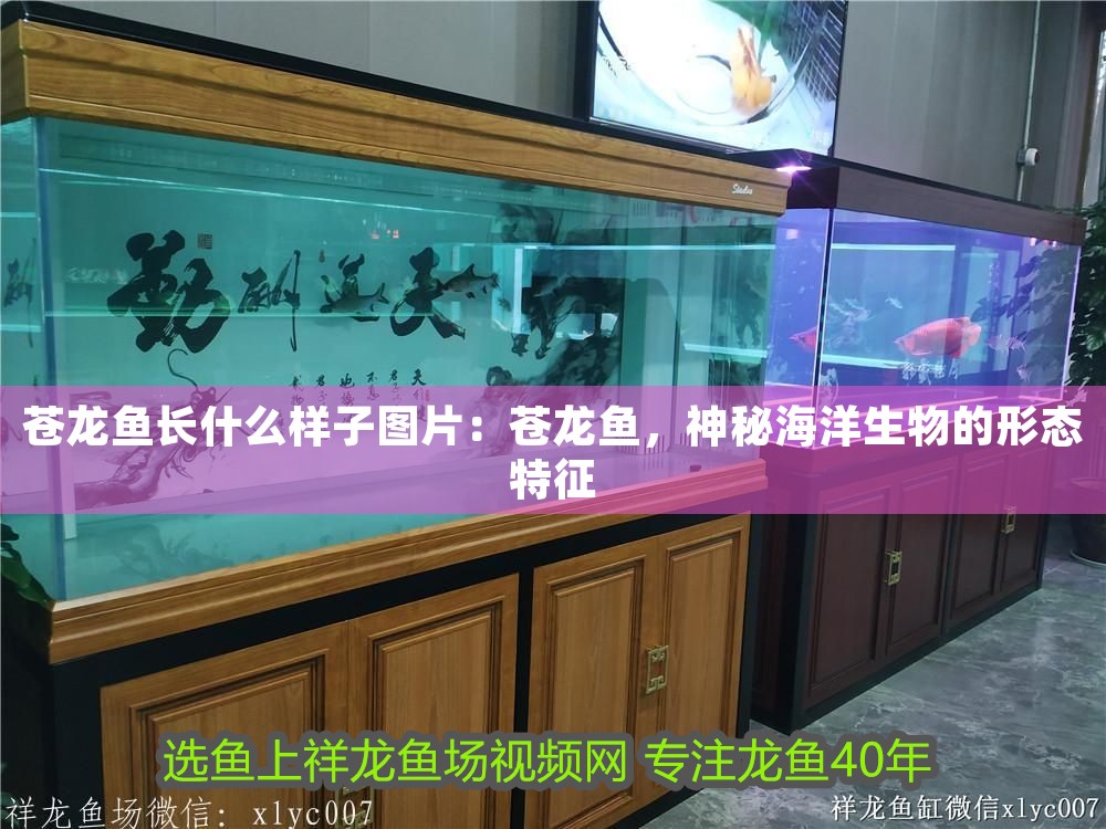 號半紅龍魚會發色嗎（如何判斷號半紅龍魚會發色？）