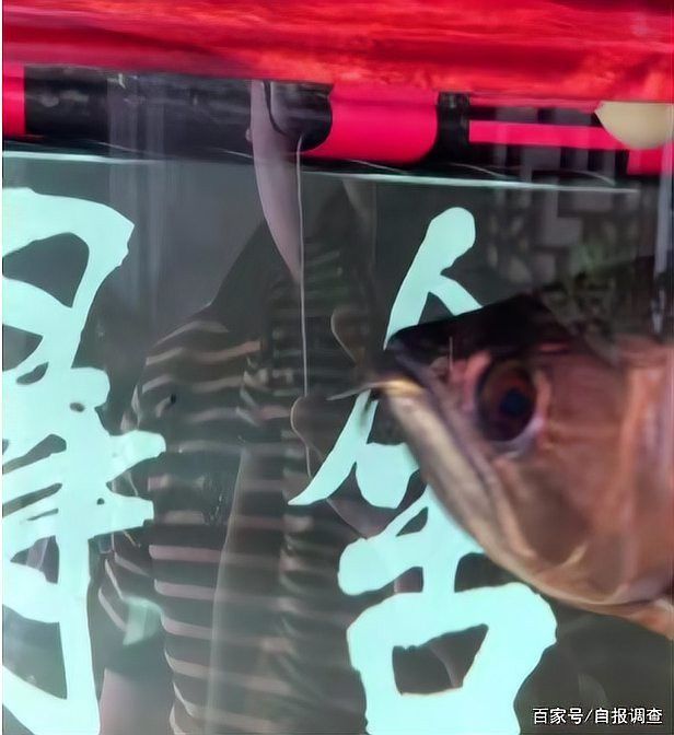 石家莊男子吃金龍魚