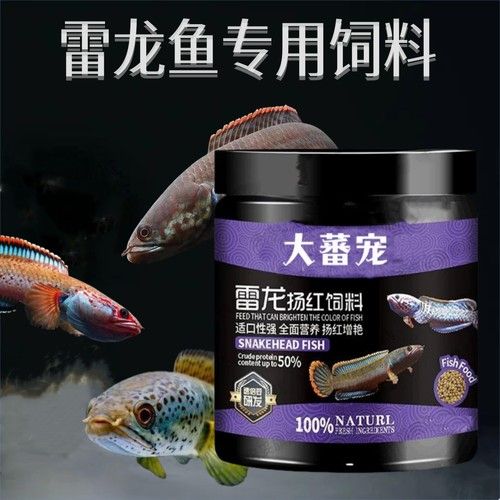 雷龍魚吃顆粒飼料