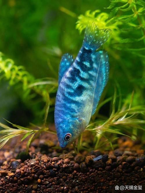 藍曼龍魚圖片