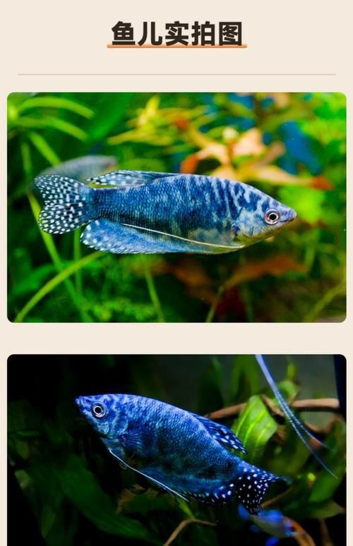 藍曼龍魚圖片