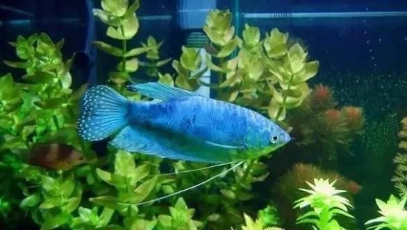 藍曼龍魚圖片