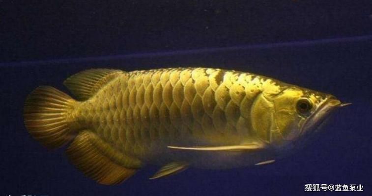 紅龍魚和銀龍魚的區別（如何鑒別紅龍魚和銀龍魚的價格對比）