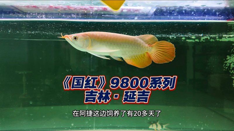 哪里可以購買到純種血紅龍魚？