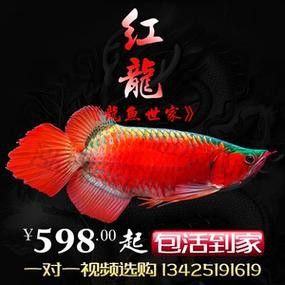 哪里可以購買到純種血紅龍魚？