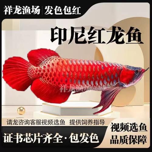 哪里可以購買到純種血紅龍魚？