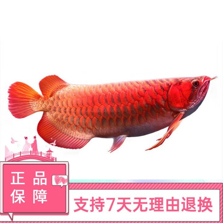 哪里可以購買到純種血紅龍魚？