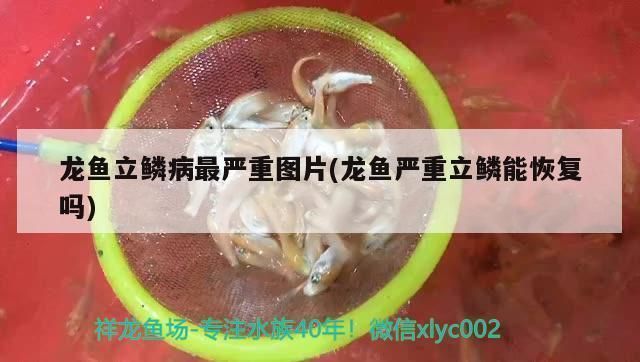 龍魚立鱗發黑能恢復嗎，龍魚立鱗發黑可以恢復嗎