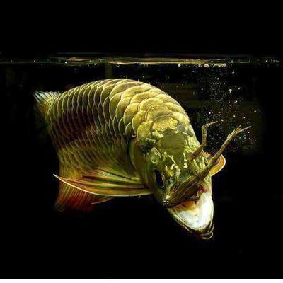 龍魚(yú)浮起來(lái)了怎么辦啊：龍魚(yú)浮頭的原因以及應(yīng)對(duì)措施