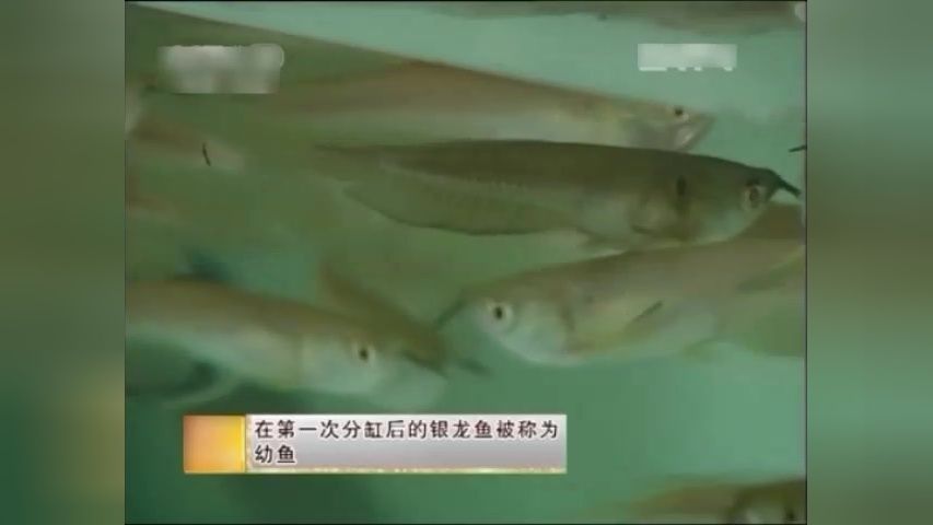 銀龍魚幼魚疾病預防措施：銀龍魚一般能活多久 銀龍魚幼魚疾病預防措施：銀龍魚一般能活多久 龍魚百科 第3張