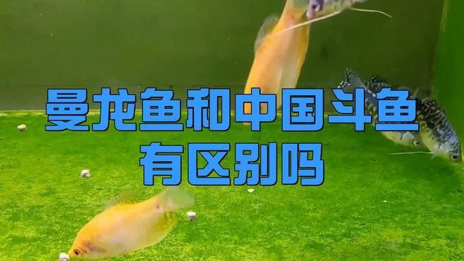給我推薦一些曼龍魚的品種