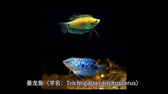 給我推薦一些曼龍魚的品種
