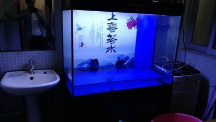 用龍魚缸養錦鯉好嗎（錦鯉和龍魚混養在同一魚缸中合適嗎？）