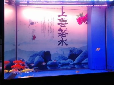 用龍魚缸養錦鯉好嗎（錦鯉和龍魚混養在同一魚缸中合適嗎？）