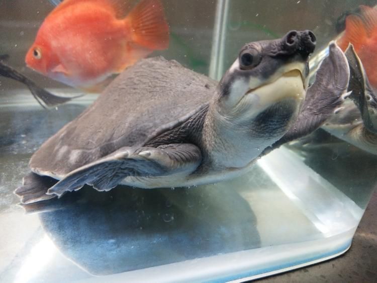 龍魚豬鼻龜的寓意：龍魚、豬鼻龜各自代表的寓意龍魚和豬鼻龜的寓意 龍魚豬鼻龜的寓意：龍魚、豬鼻龜各自代表的寓意龍魚和豬鼻龜的寓意 龍魚百科 第2張