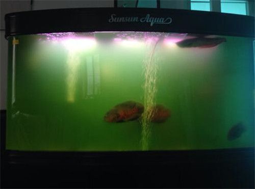 水族箱水質異常處理：水族箱水質異常處理方案