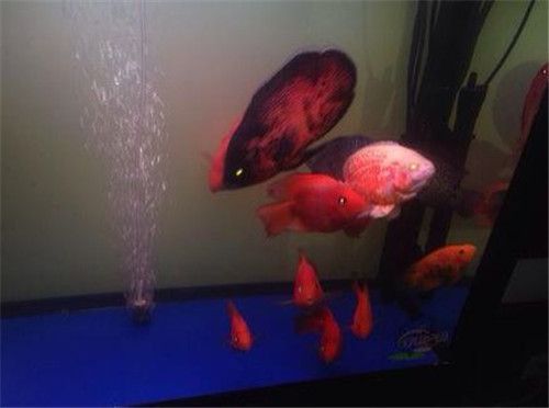 水族箱水質異常處理：水族箱水質異常處理方案